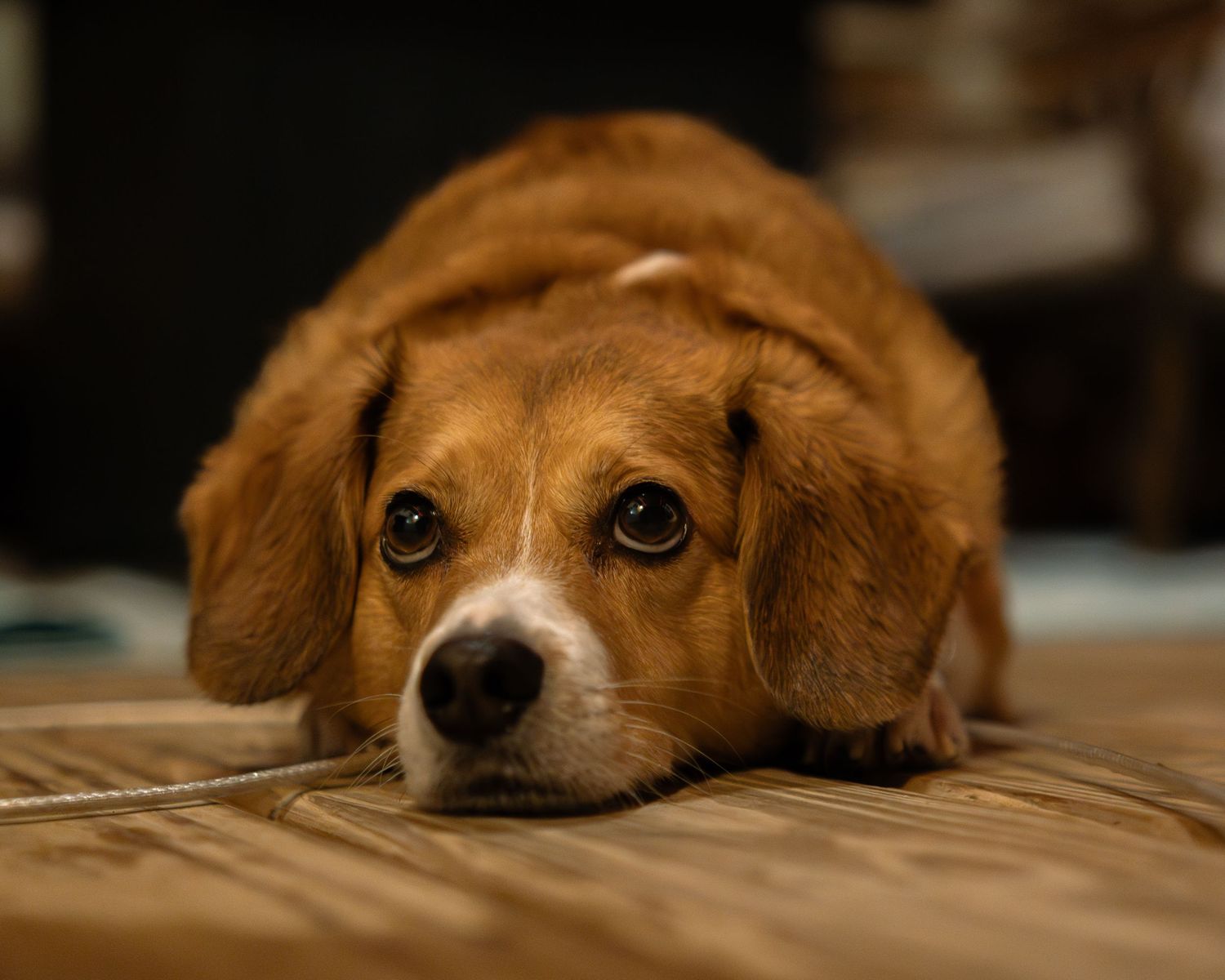 A beagle dog with soulful brown eyes peeks over the edge of a wooden surface with a pleading expression.