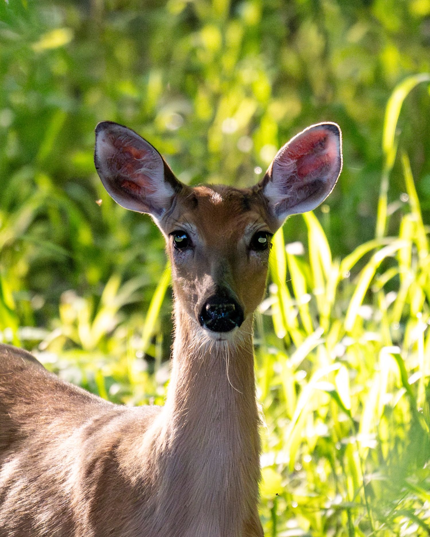 A deer's face emerges from tall grass in dappled sunlight, showing its gentle eyes and alert ears.