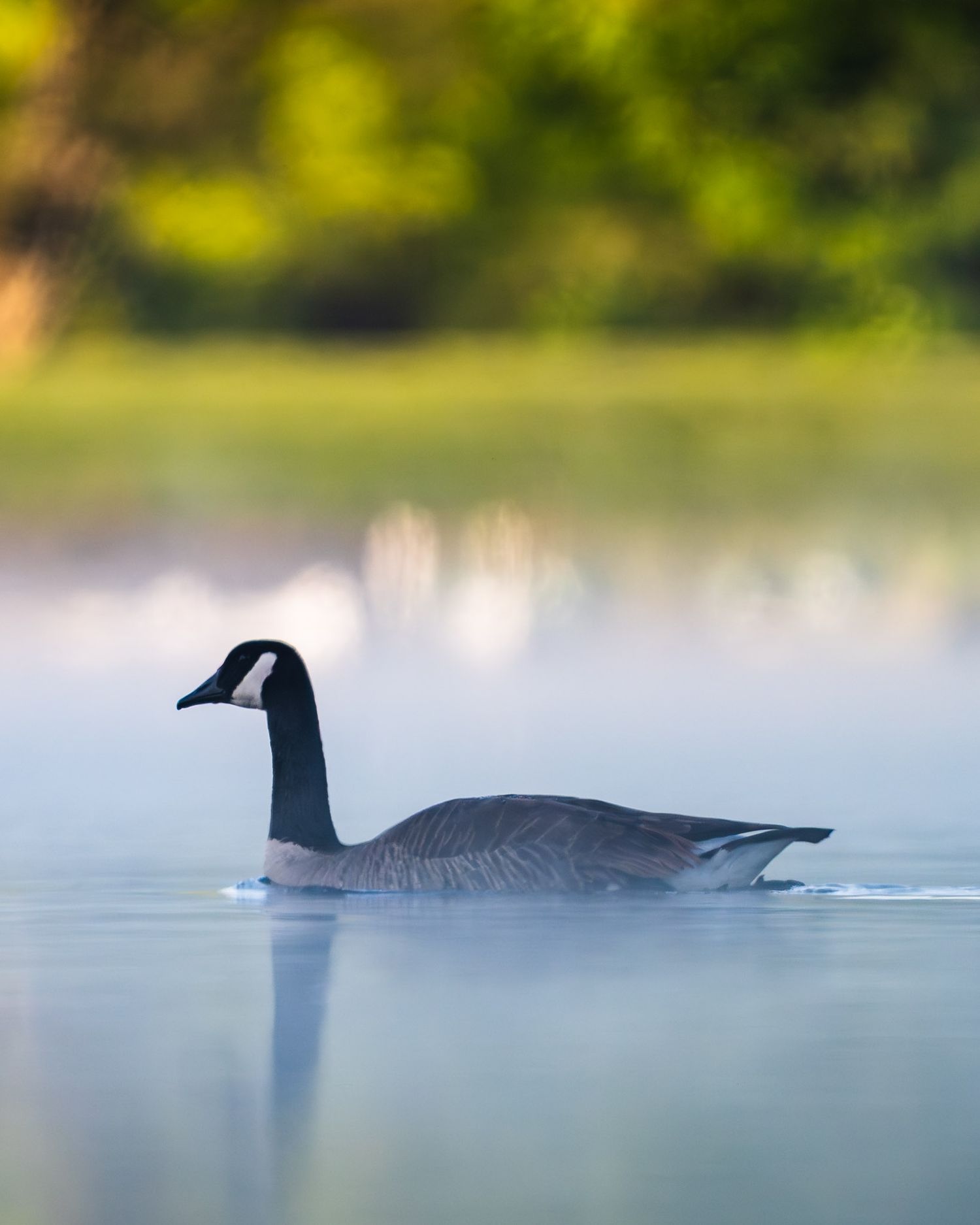 A Canada goose glides serenely across misty morning waters with soft golden light in the background.