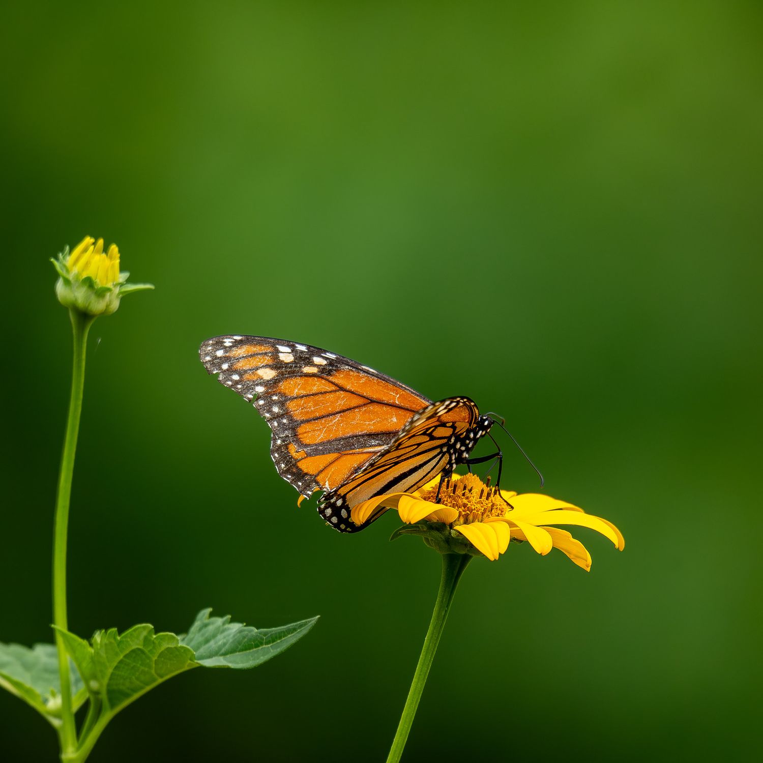Monarch butterfly with orange and black wings perched on a bright yellow flower against blurred green background.