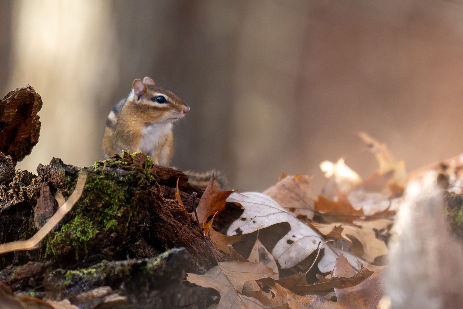 Small brown chipmunk foraging on forest floor surrounded by autumn leaves and natural woodland debris.