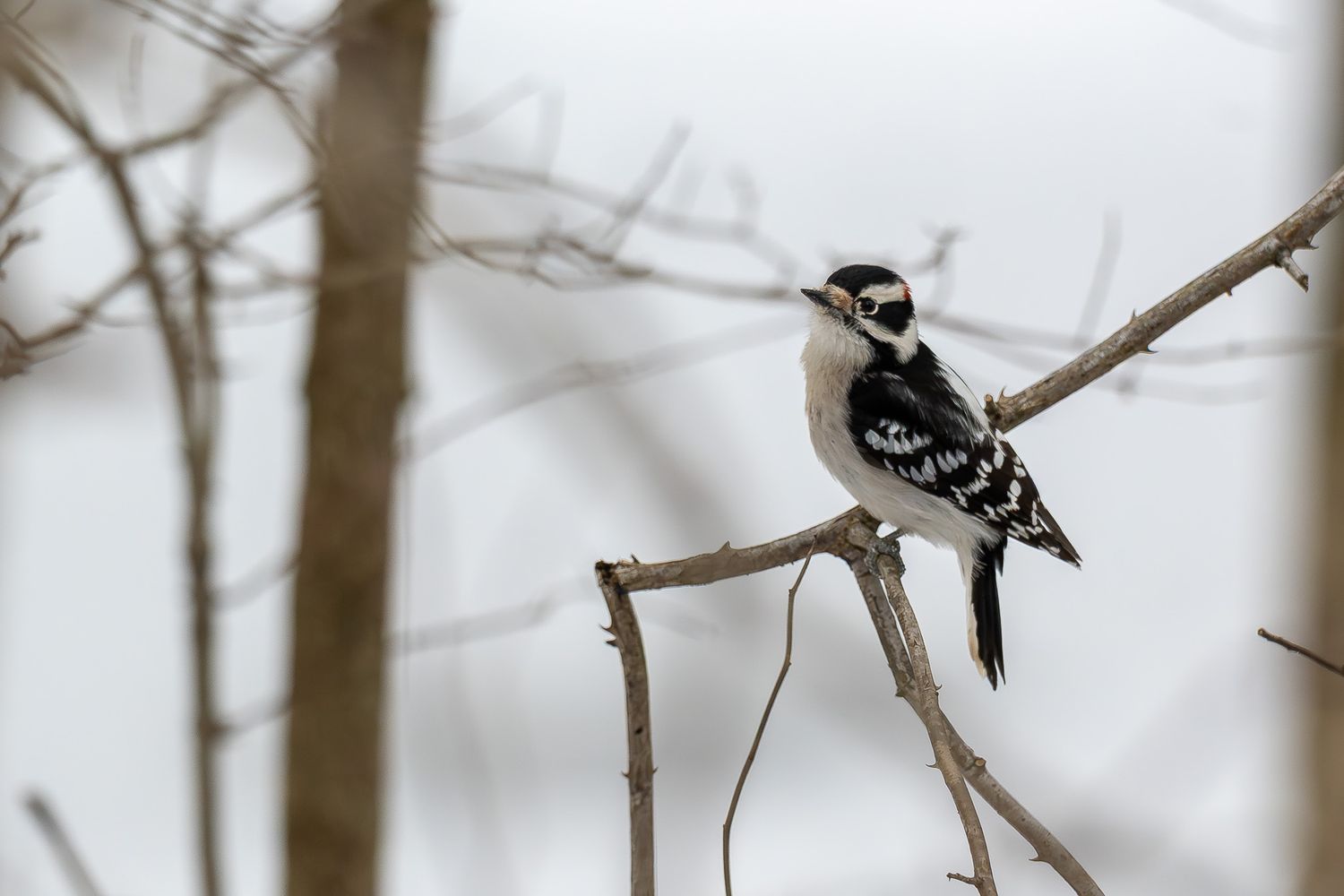 Black and white woodpecker perched on a bare tree branch in winter.