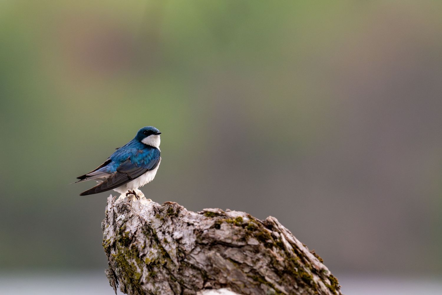 A vibrant blue tree swallow perches on a weathered wooden post against a blurred natural background.