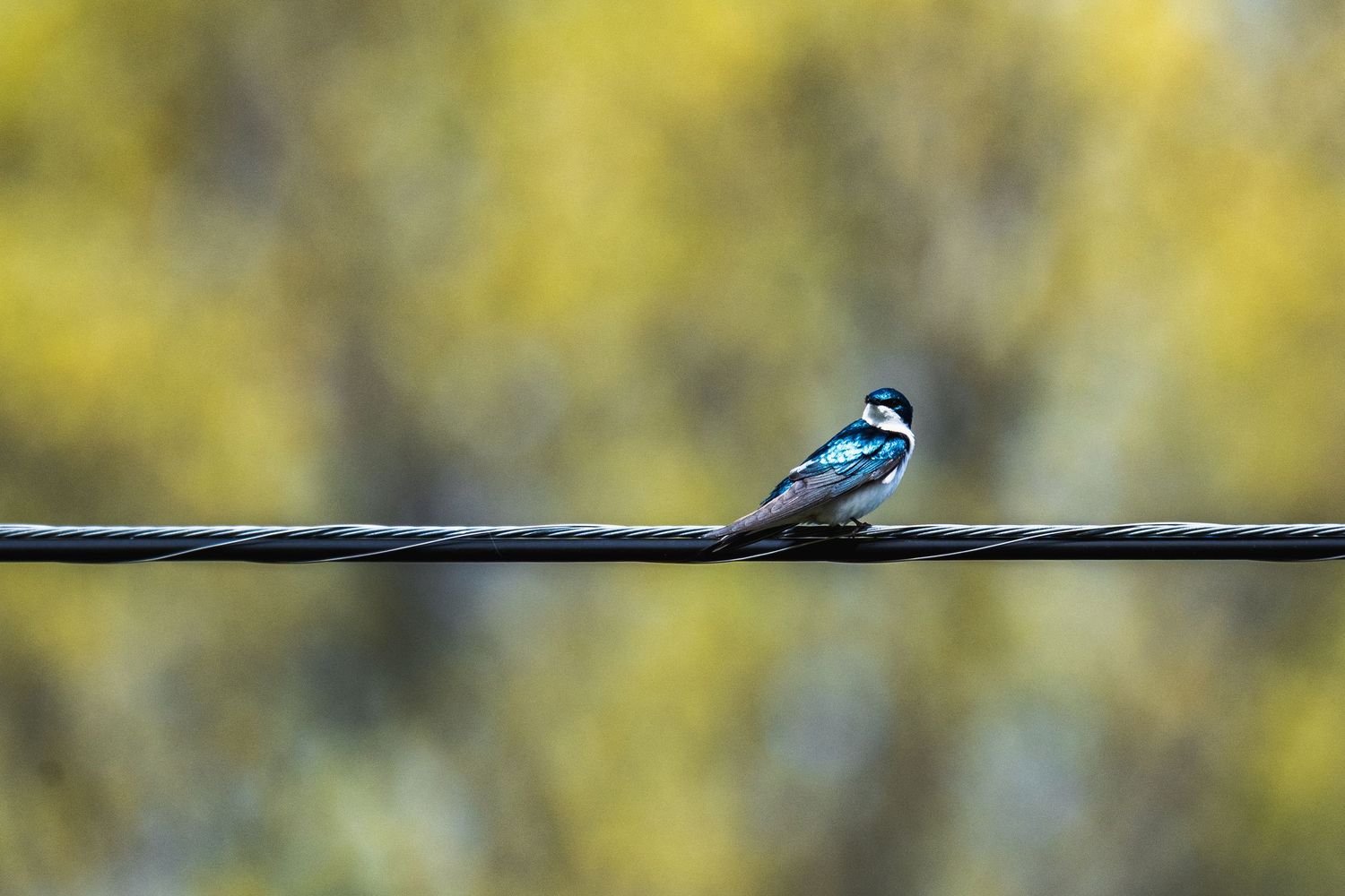 A small tree swallow bird with iridescent blue-green plumage perched on a wire against a soft yellow bokeh background.