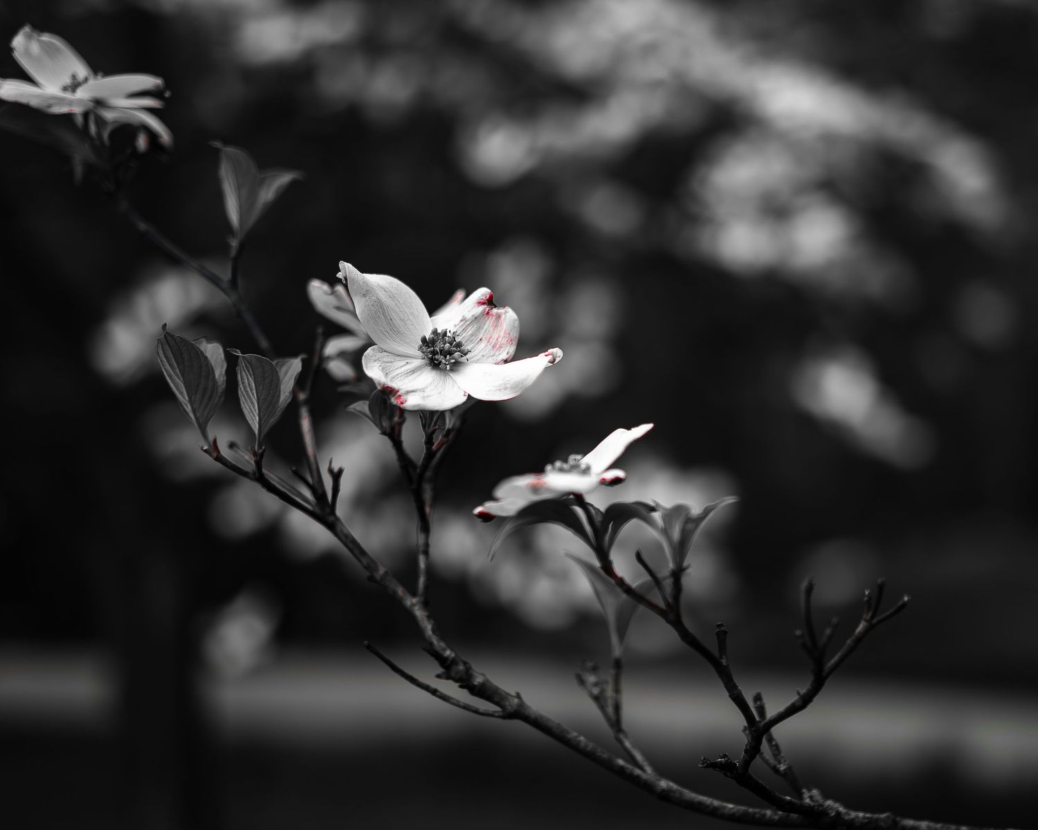 Black and white photograph of delicate white dogwood blossoms on a branch.