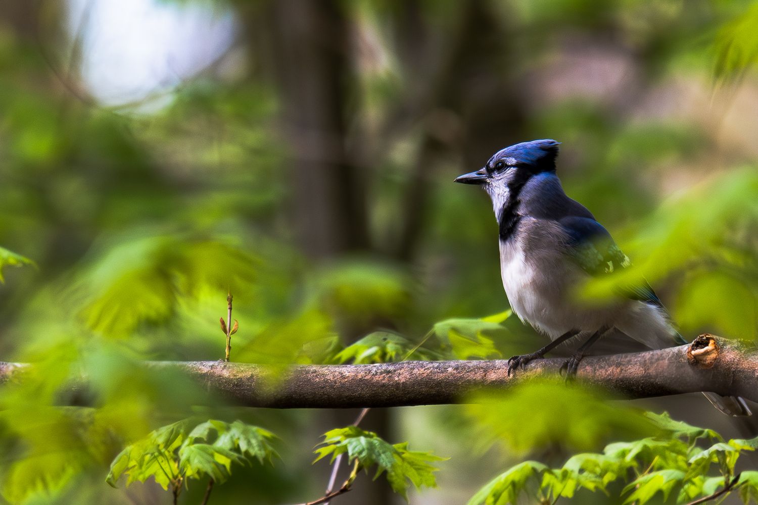 Blue jay perched on a tree branch with soft green foliage in the background.