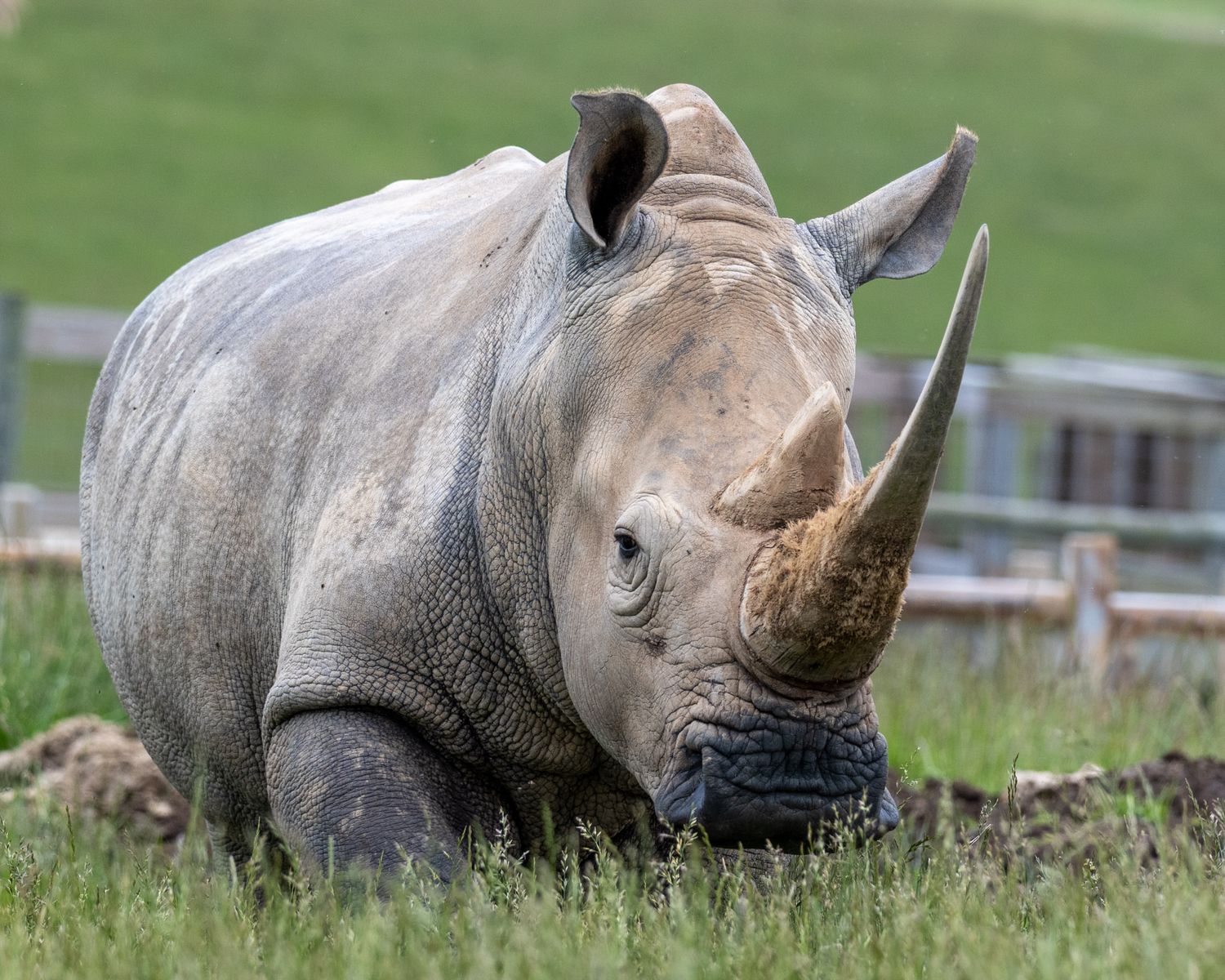 A majestic white rhinoceros rests in a grassy field with its distinctive horn and thick gray hide visible.