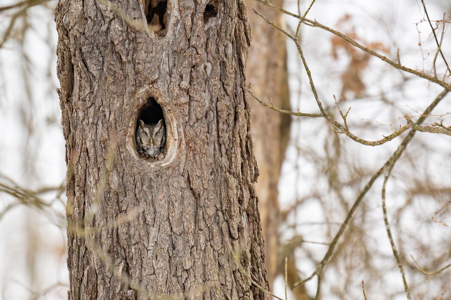 Close-up of an Eastern Screech Owl in rough brown tree bark texture with natural holes and crevices.