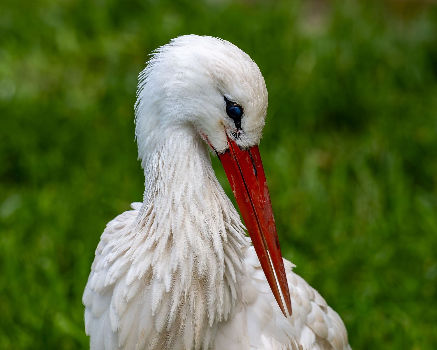 Close-up of a white stork with bright red beak against green natural background.