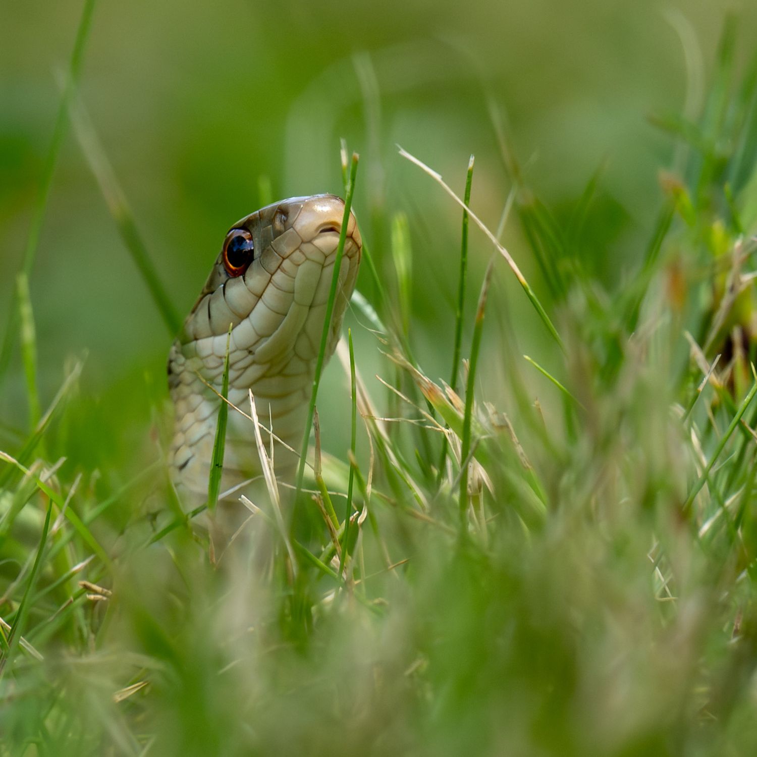 A small snake with a brown head peeks through tall green grass blades in a natural outdoor setting.
