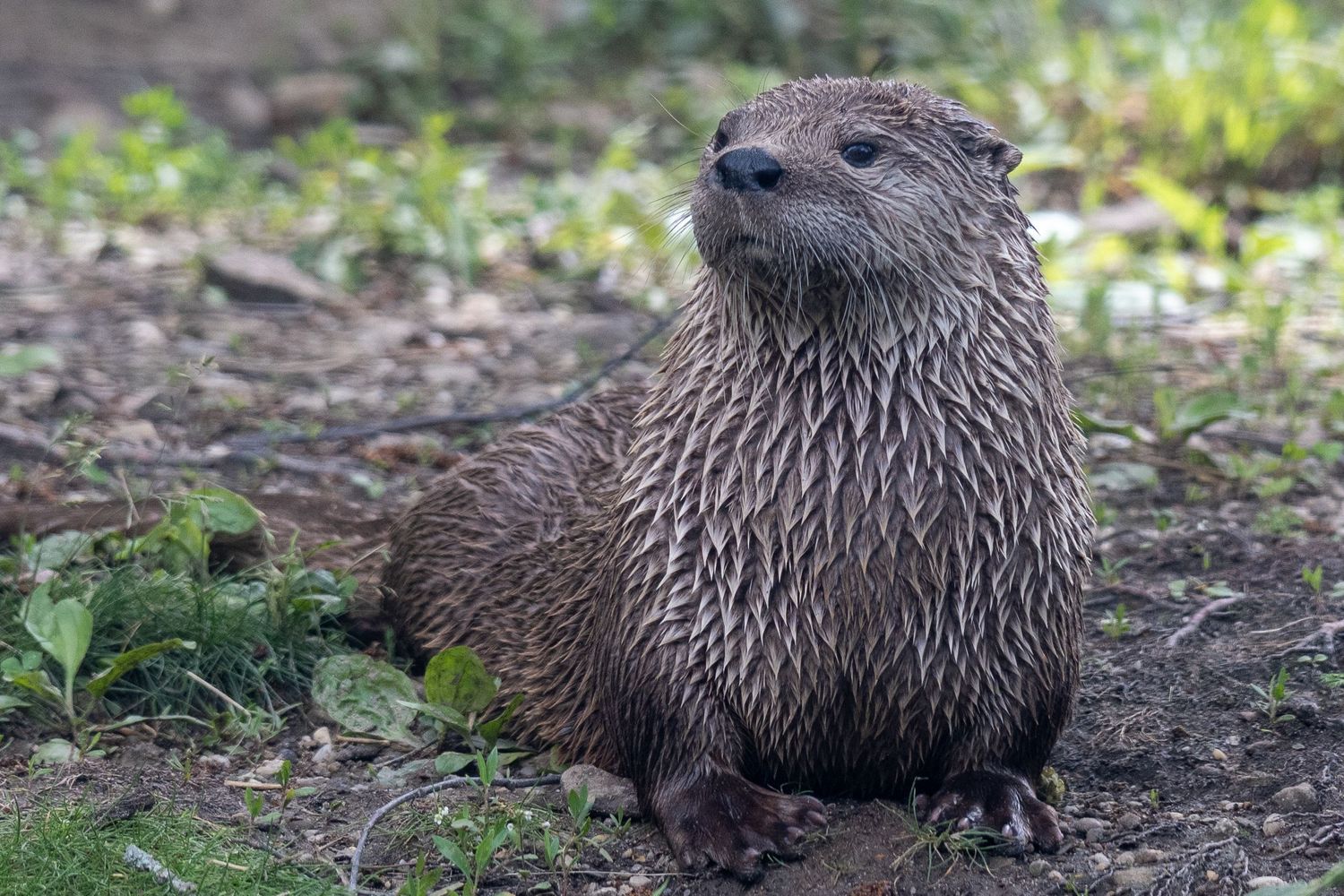Wet river otter with sleek brown fur resting on muddy ground.