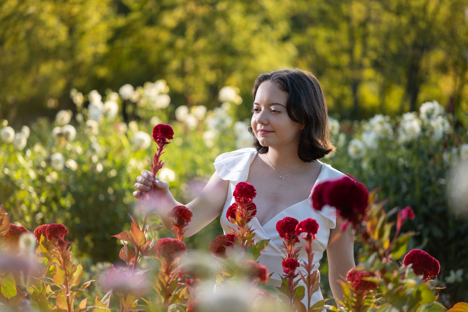 A dreamy garden scene with vibrant red flowers and soft bokeh effect in warm sunlight.