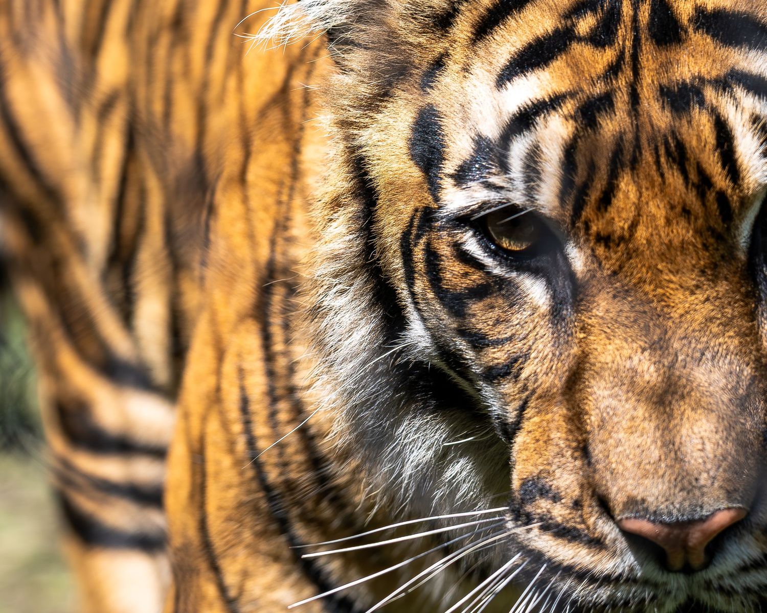 Close-up portrait of a majestic tiger showing detailed stripes and facial features.