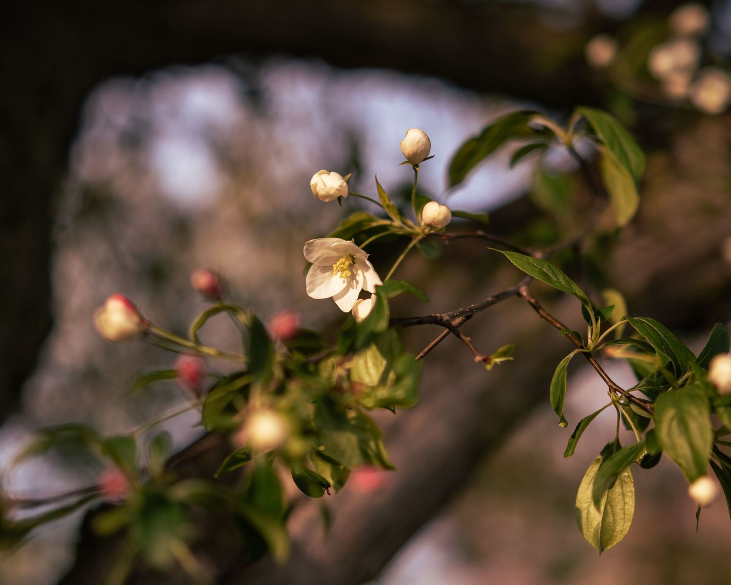 Delicate white cherry blossoms bloom against a blurred natural background in soft evening light.