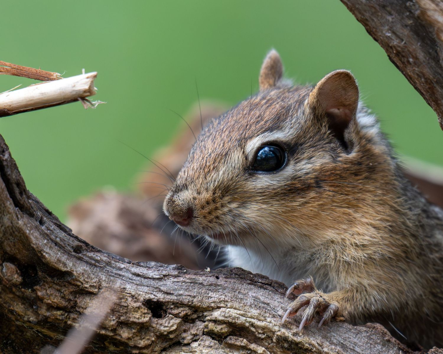 Close-up view of a chipmunk perched on a tree branch with a blurred green background.