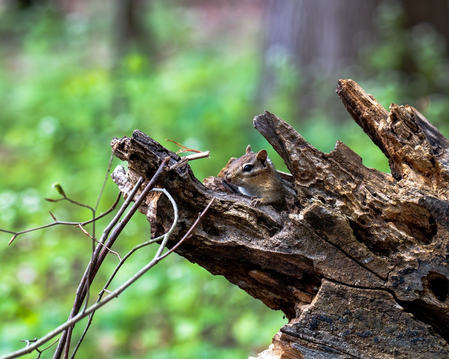 Close-up view of a decaying log with brown bark peeling away in layers against a blurred green forest background.