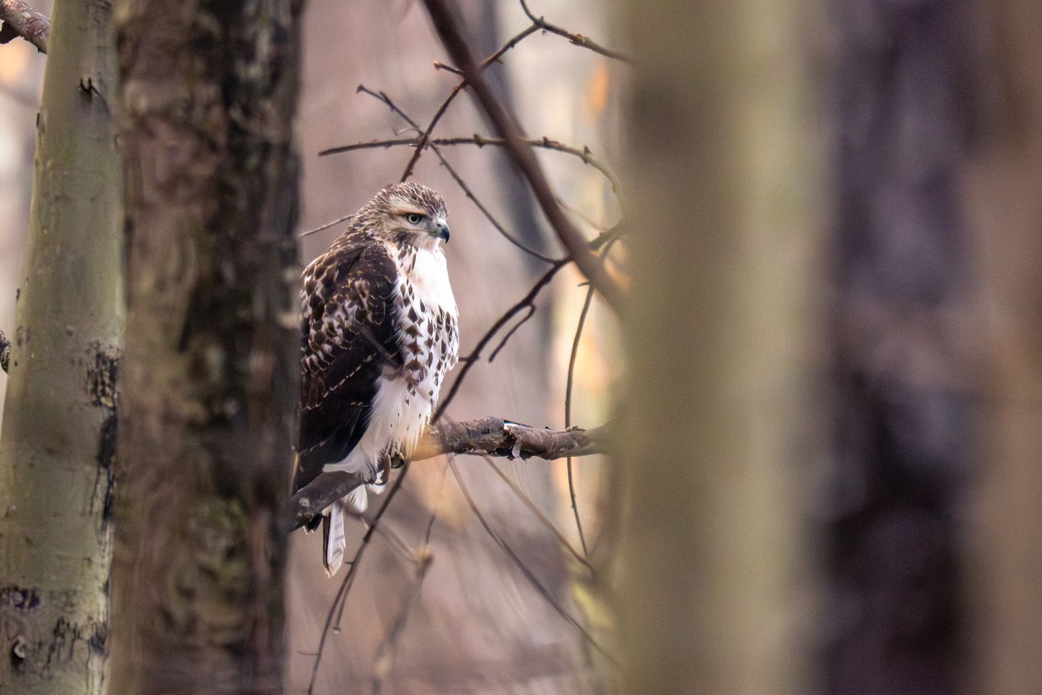 A hawk perches on a tree branch during winter branches in the background.