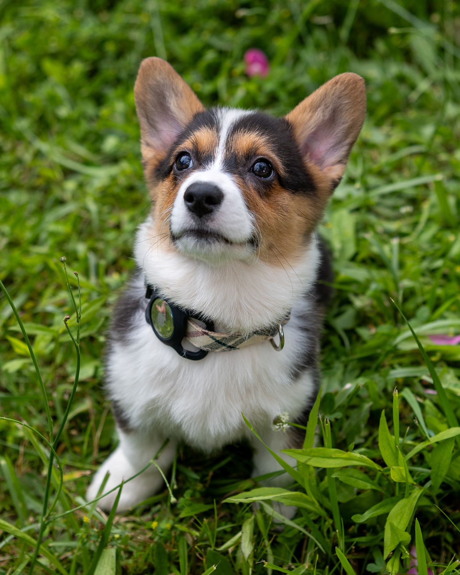 Series of close-up shots showing an adorable Corgi dog's face in green grass.