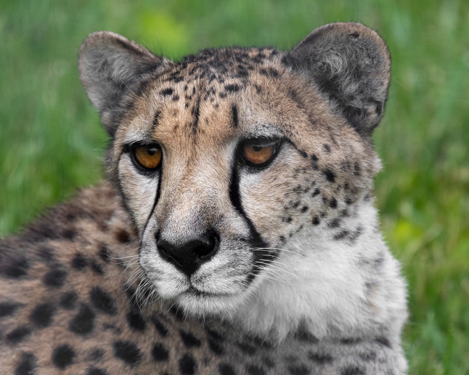A cheetah's face shown in close-up profile view against a green blurred background, highlighting its distinctive spotted pattern.