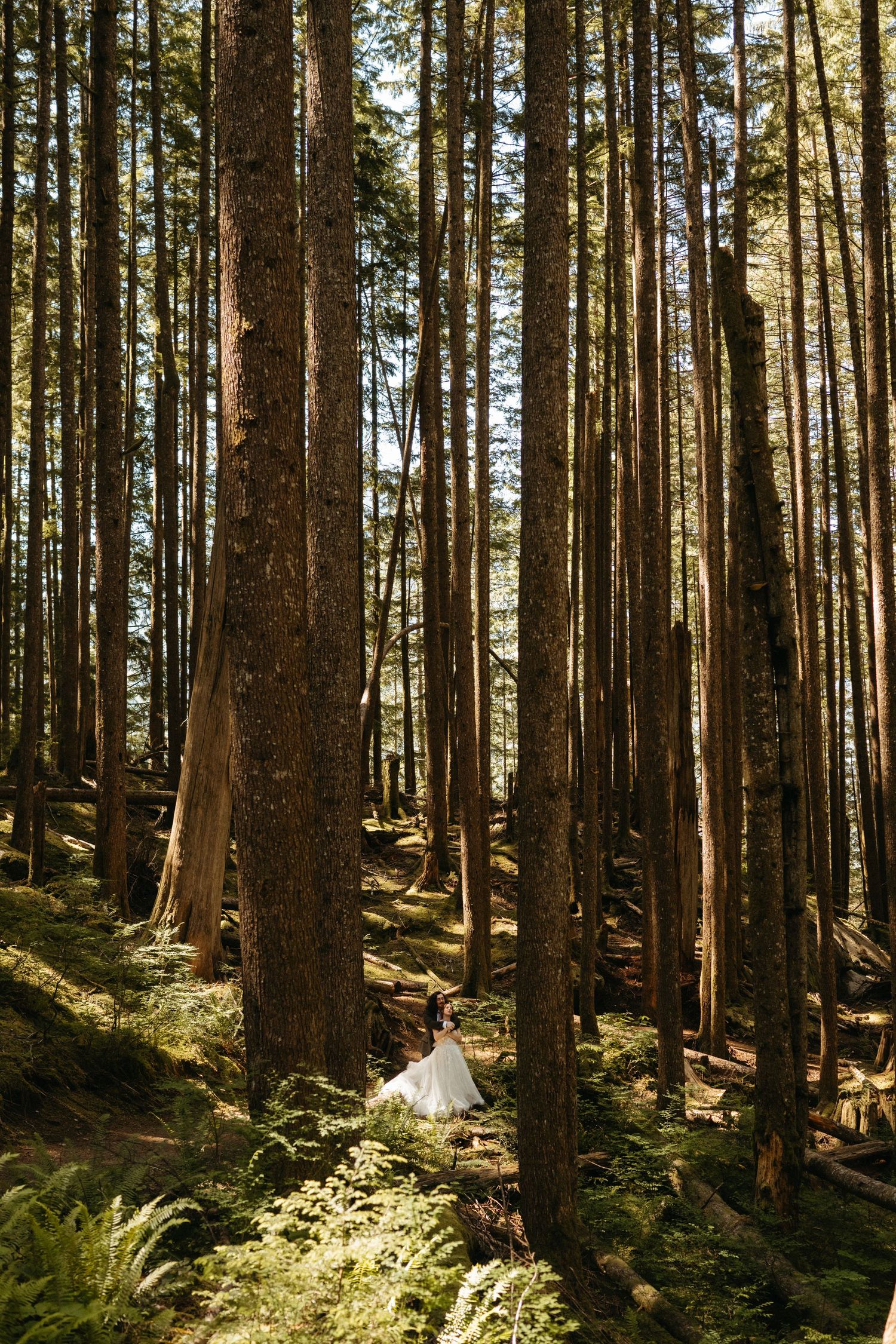 Sunlit forest path with tall pine trees and ferns creating a magical woodland atmosphere.