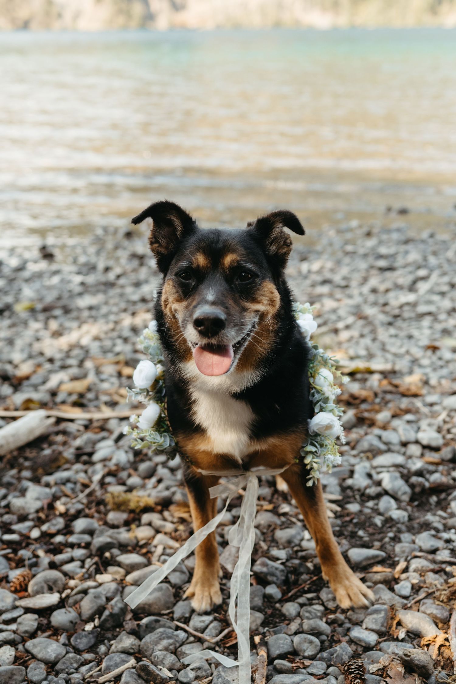 Tri-colored dog wearing white flower garland poses on rocky beach.