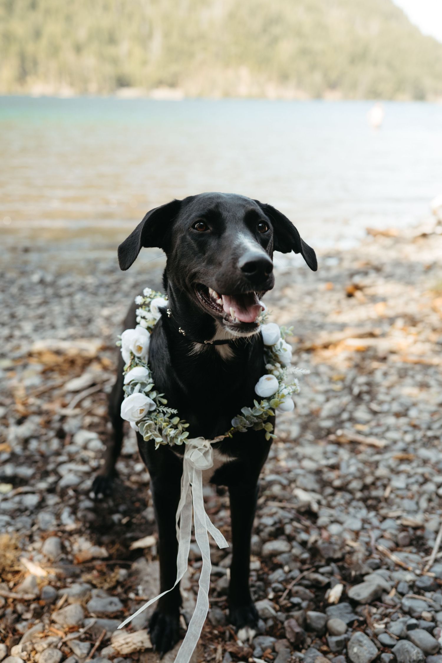 Black dog wearing white floral collar smiling at camera by lakeside.