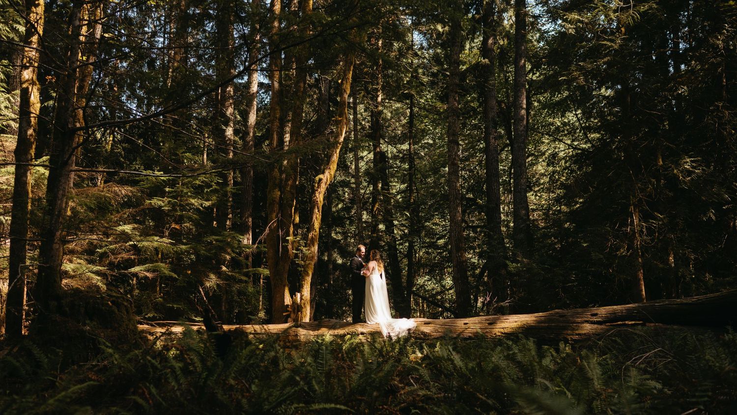 A scenic forest wedding photograph with sunlight streaming through tall evergreen trees.