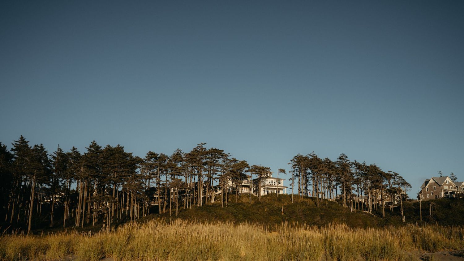 Panoramic view of pine forest skyline against deep blue sky.