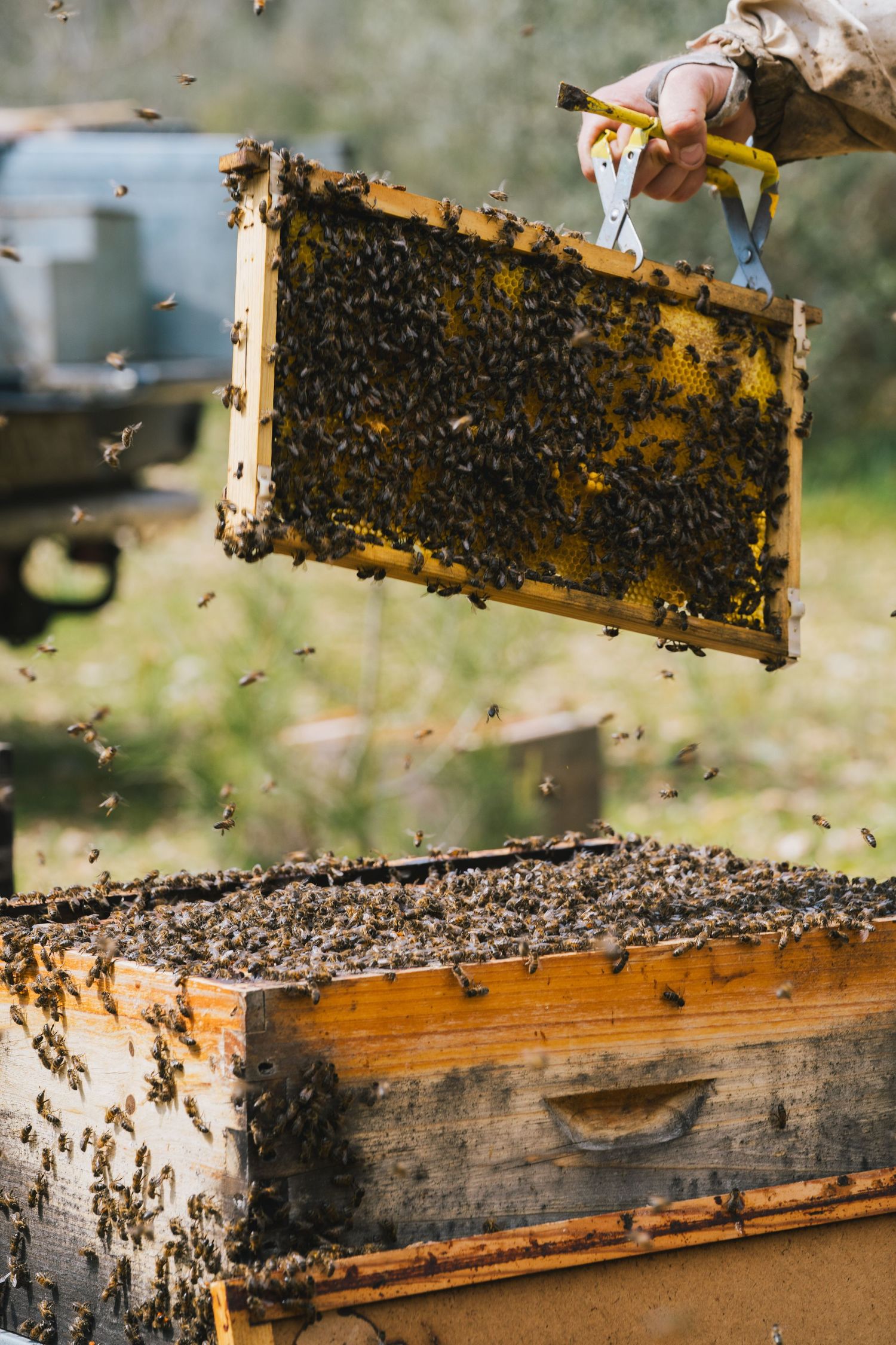 Beekeeper lifting honeycomb frame covered with bees from a wooden hive outdoors.