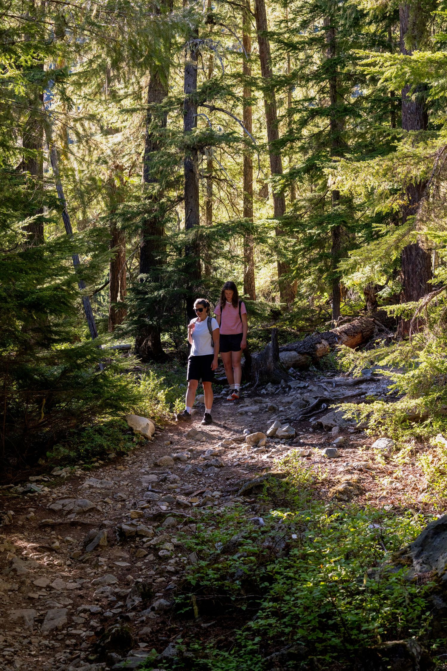 Two hikers walk along a rocky forest trail surrounded by tall green pine trees in bright sunlight.