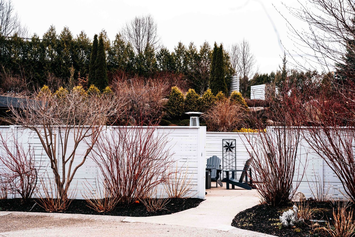 White fence courtyard with red-twig shrubs, evergreen trees, and outdoor seating in a serene winter garden setting.
