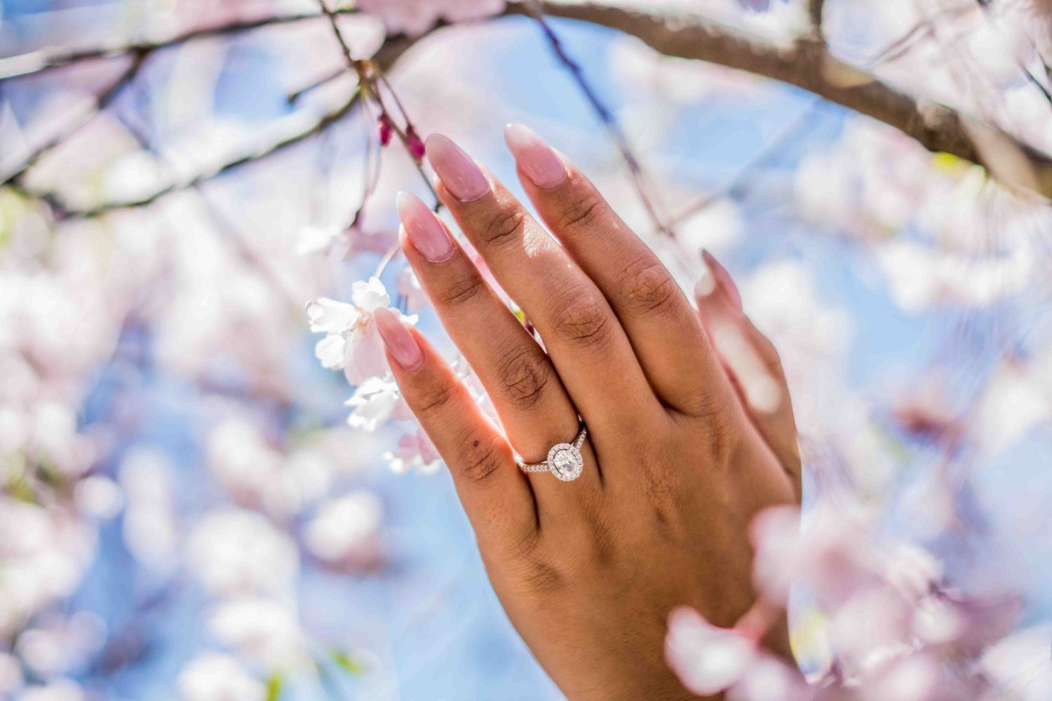 A hand with an engagement ring reaches toward cherry blossoms against a blue sky.