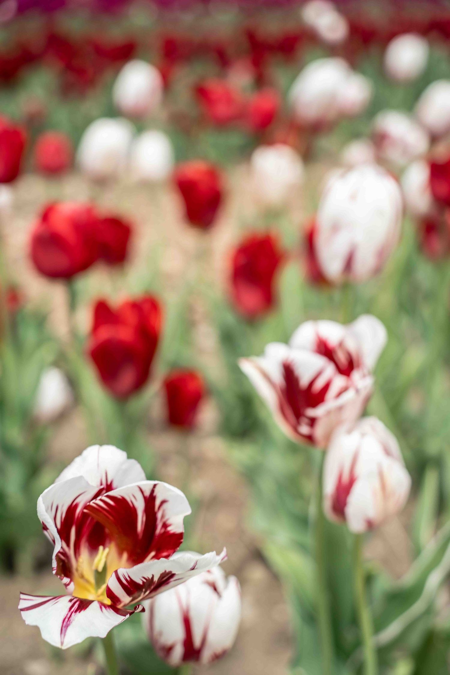 Close-up of red and white striped tulips with delicate petals in garden setting.