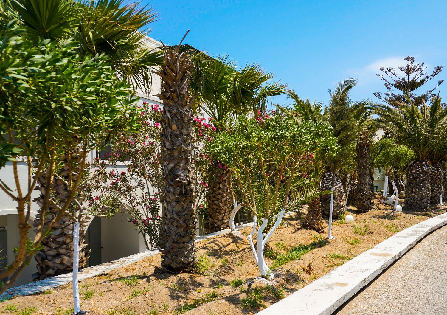 Palm tree lined pathway with whitewashed Mediterranean buildings.