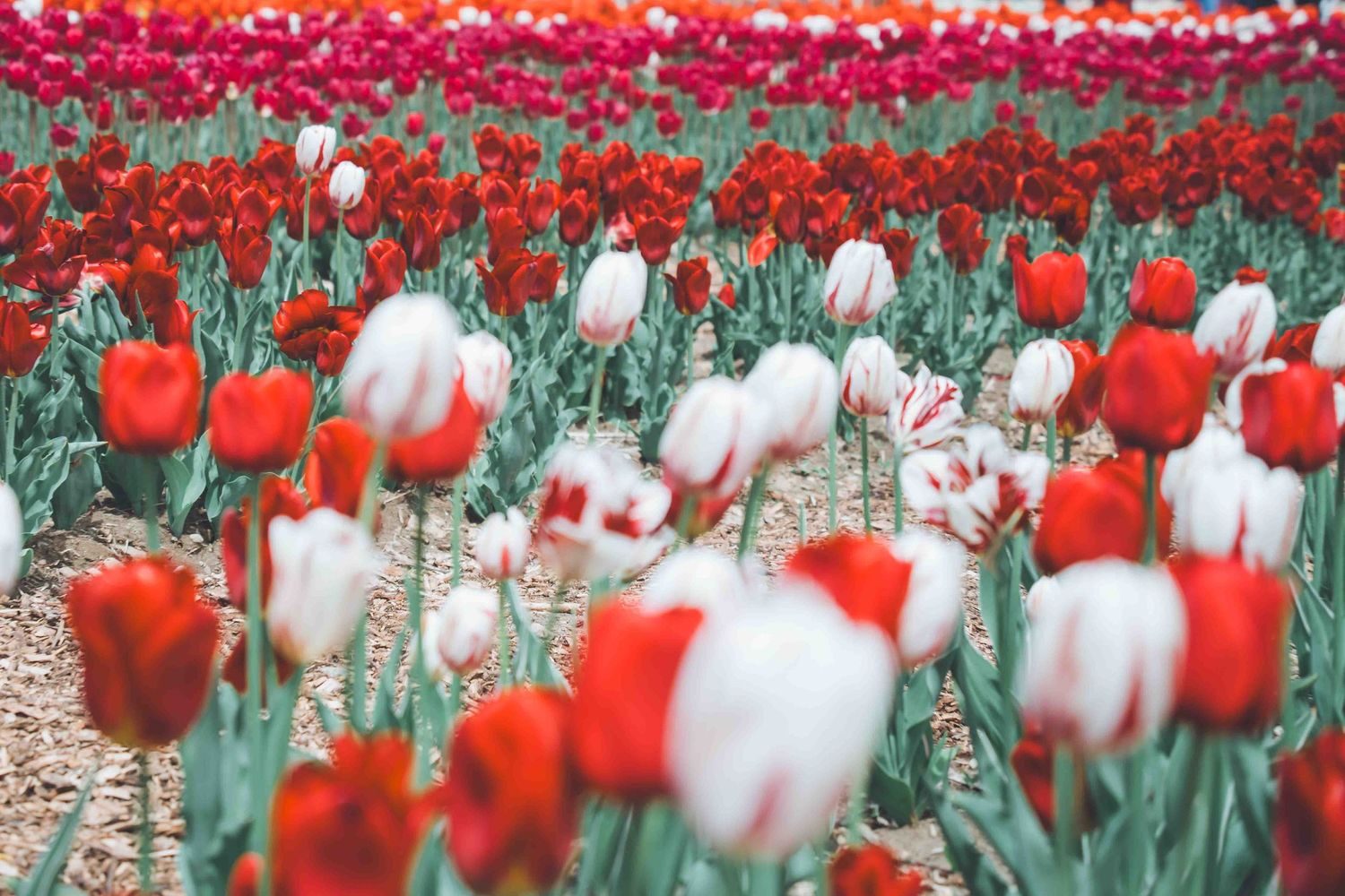 Red and white tulips swaying in breeze creating motion blur effect in garden.