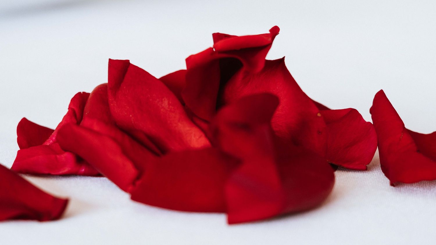 Red rose petals scattered across a white surface creating a romantic border.