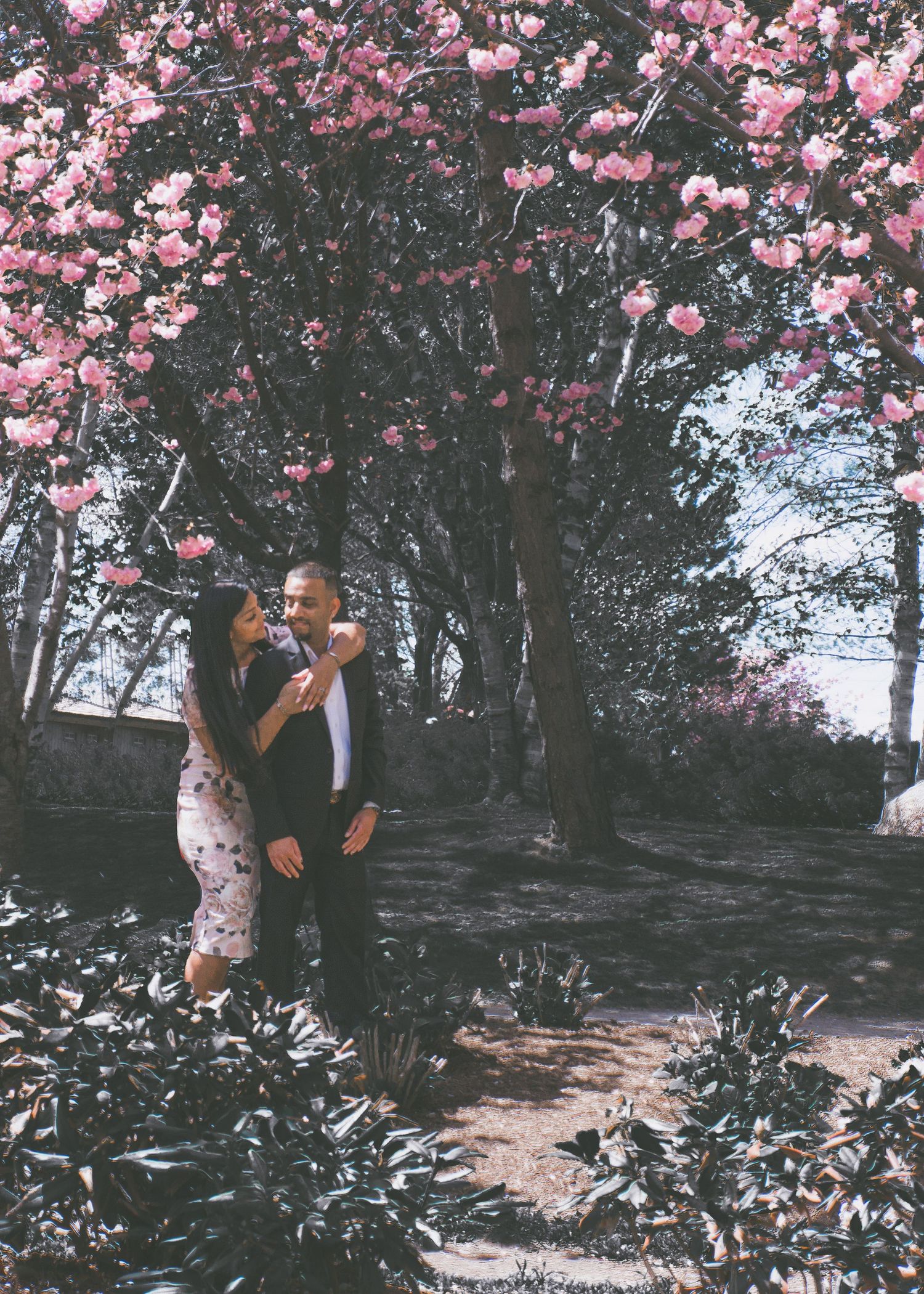 Pink cherry blossoms frame pathway through moody dark garden setting.