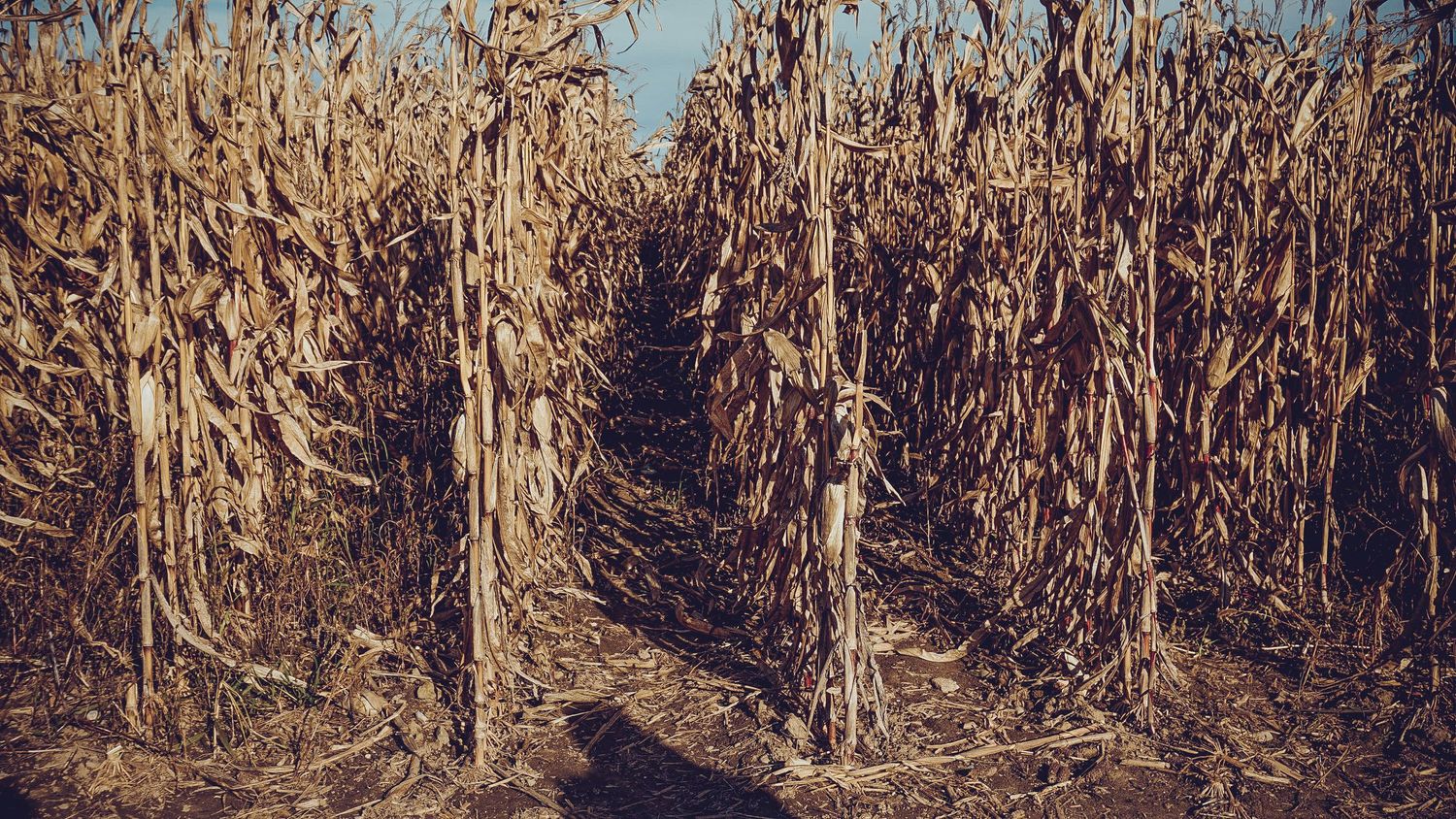 Panoramic view of dried corn stalks in a field against blue sky.