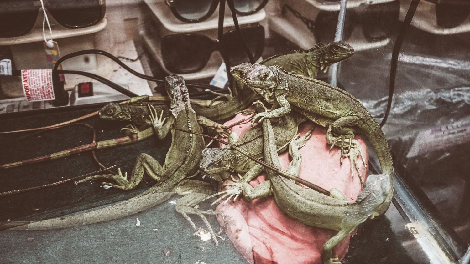 Several green lizards perched on pink surfaces in an artistic arrangement.