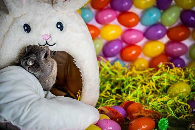 White plush Easter bunny surrounded by colorful plastic eggs and decorative grass.