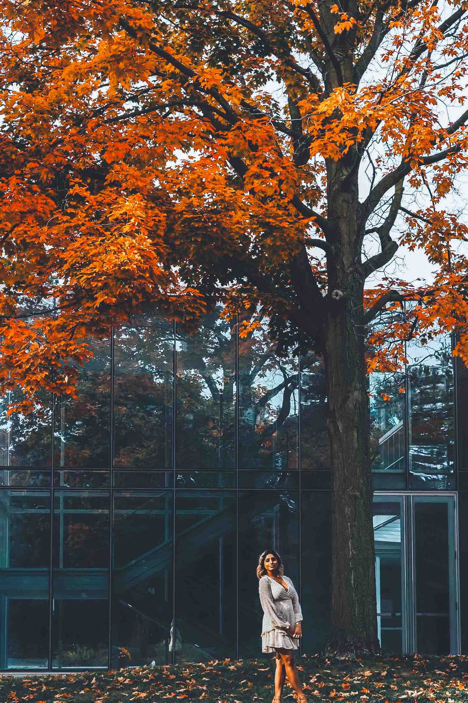 Fall trees with vibrant orange leaves frame modern glass building exterior.