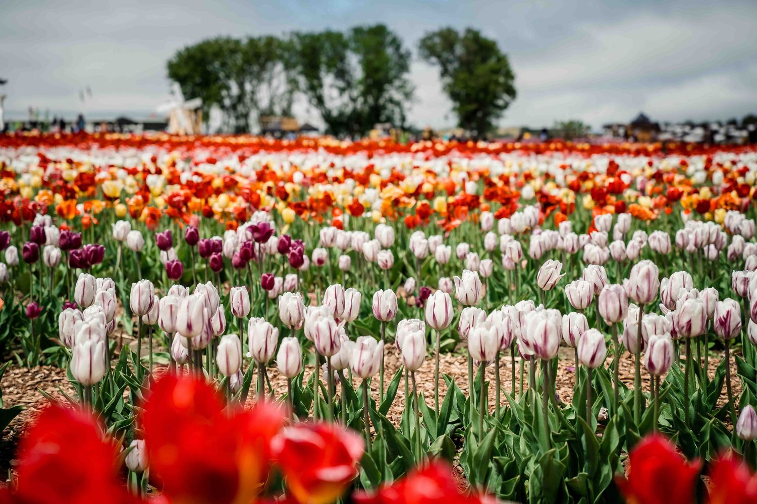Colorful field of red and white tulips stretches to horizon with trees in background.