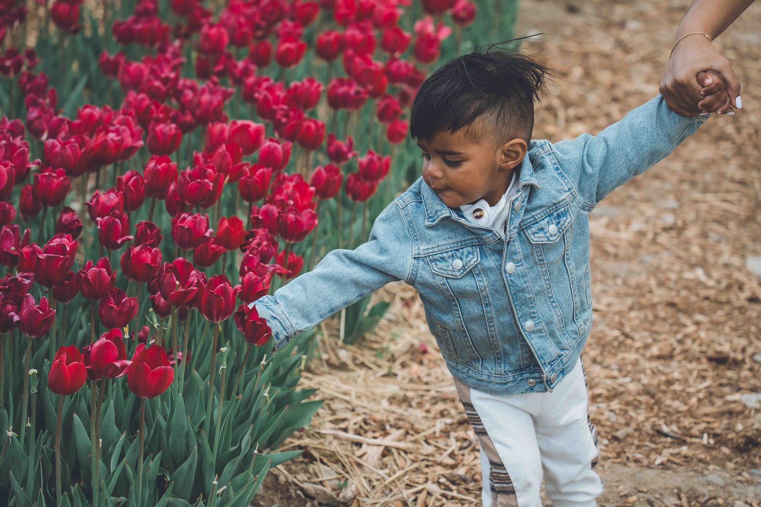 Young child in denim jacket exploring red tulip garden on mulched path.