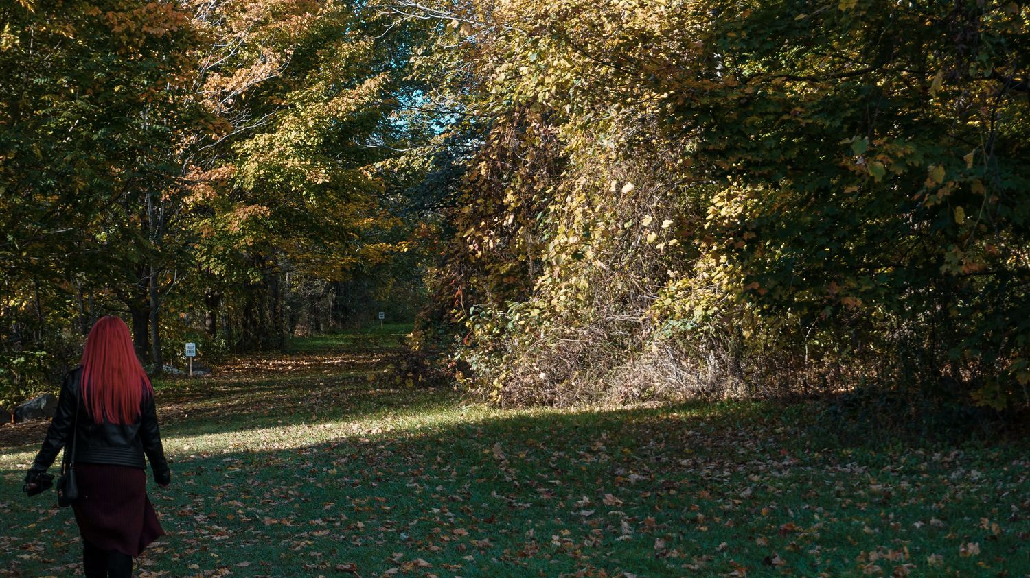 Fall foliage scene with golden leaves and natural lighting.