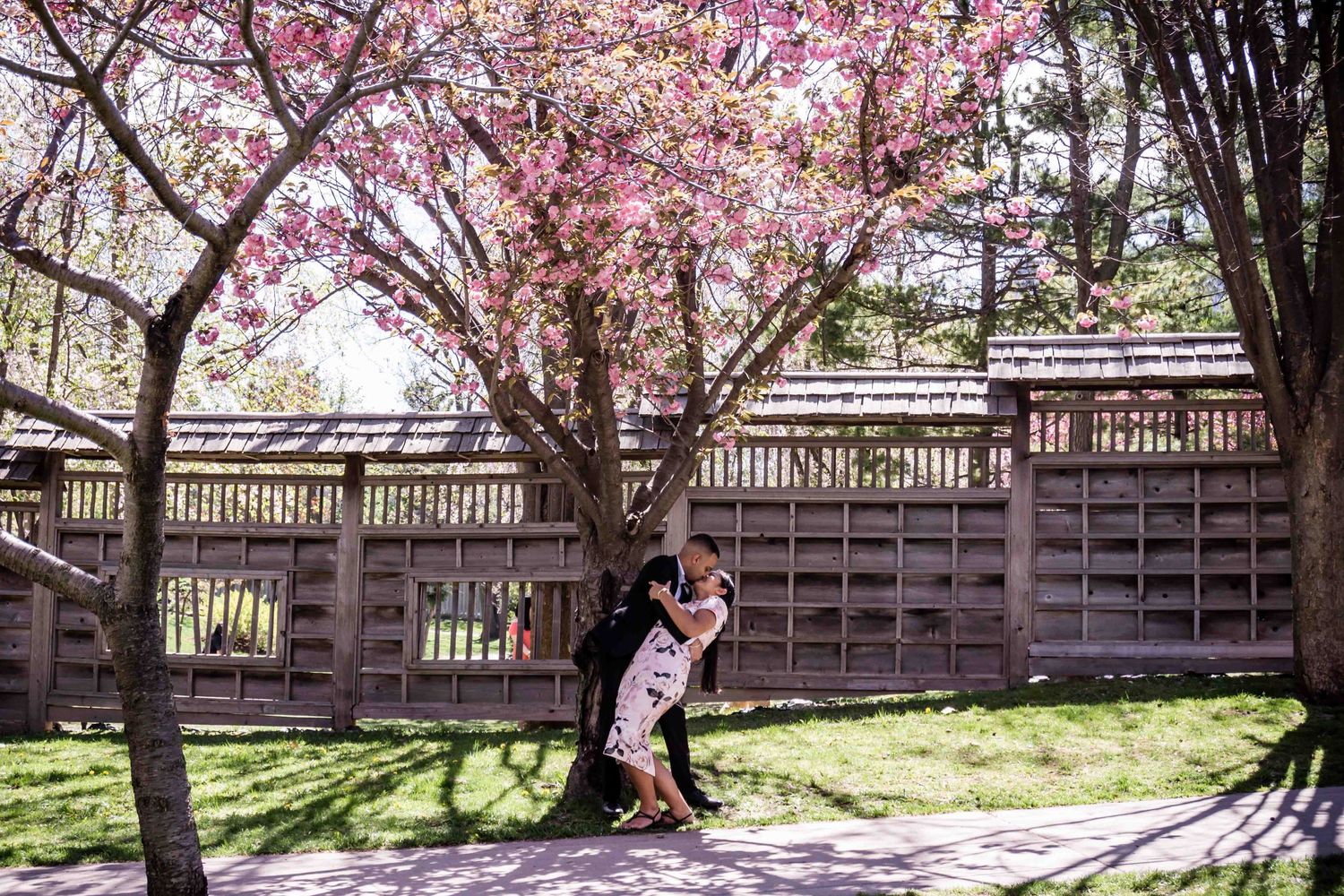 Pink cherry blossoms frame a wooden fence pathway in a spring garden.