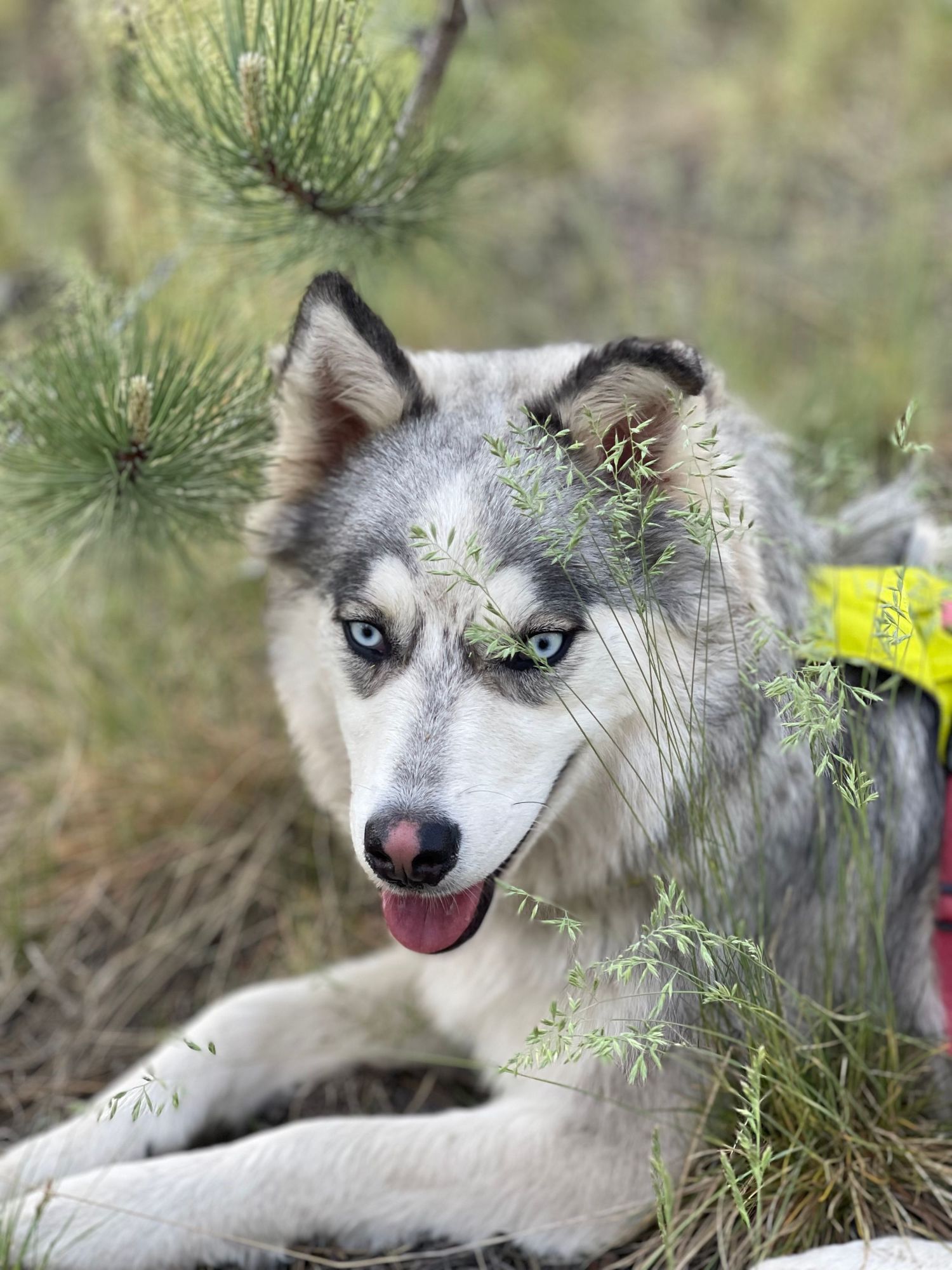 Siberian Husky laying down in tall grass