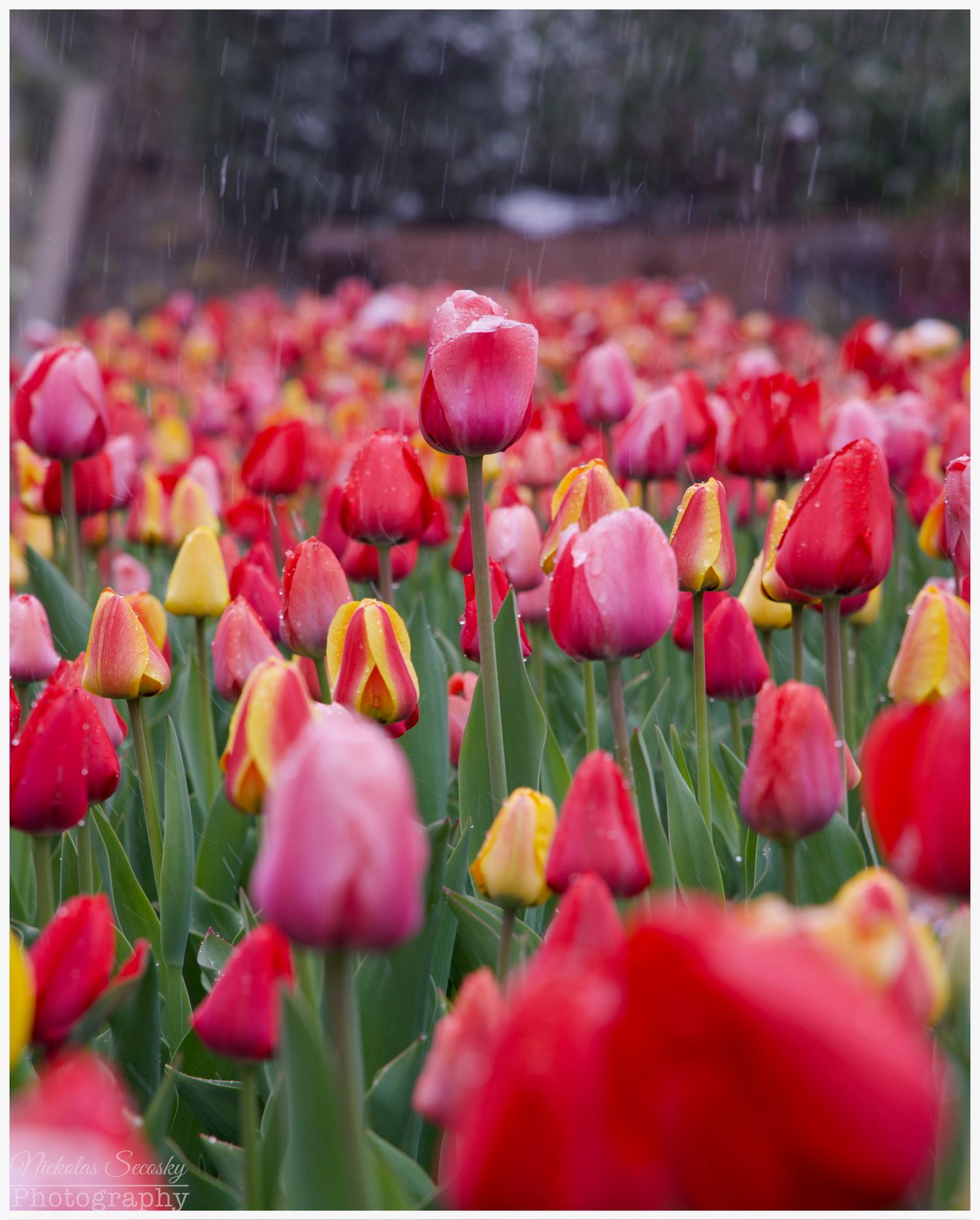 Tulips blooming in the rain
