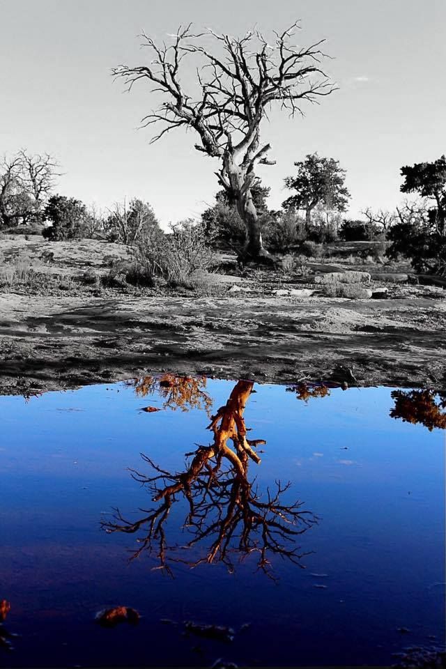 B&W photo of a tree with the reflection in color
