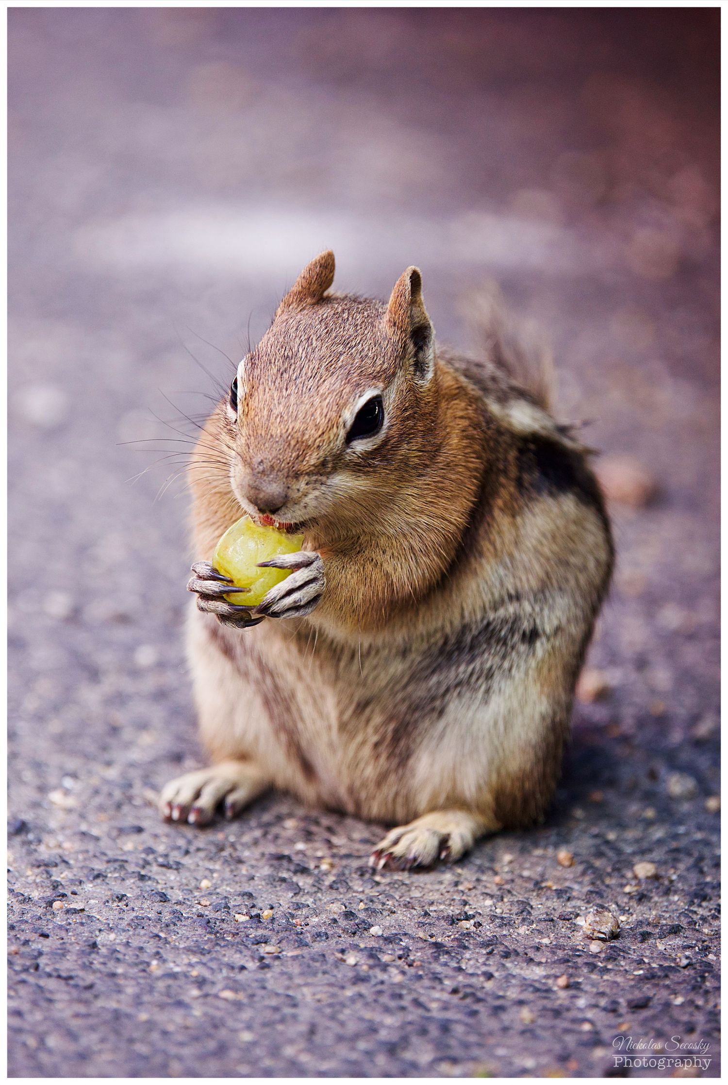 a chipmunk eating a grape