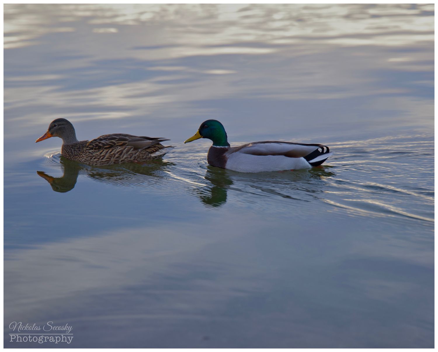 Two ducks swimming on water